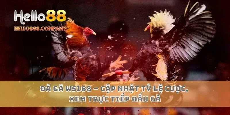 Đá gà WS168 – Cập nhật tỷ lệ cược, xem trực tiếp đấu gà